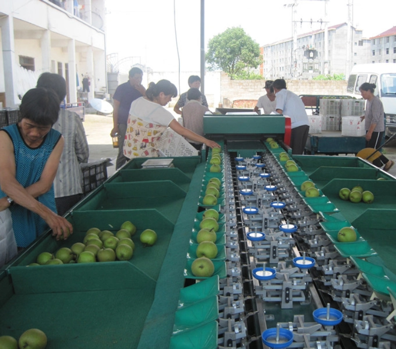fruit sorting machine(1)