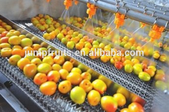 Fruit Or Vegetable Drying System