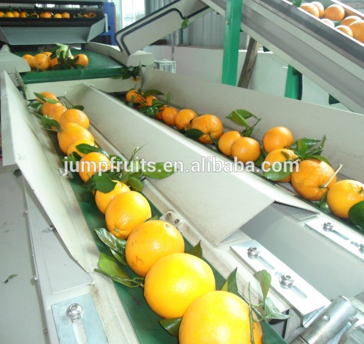 China Industrial Fresh Fruit Washing Drying Sorting Waxing And Packing ...