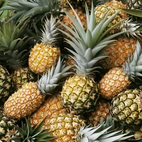 Pineapple Processing Machine（2）