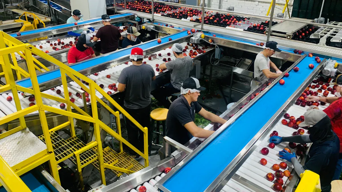 Tomato Paste Production Line（3）