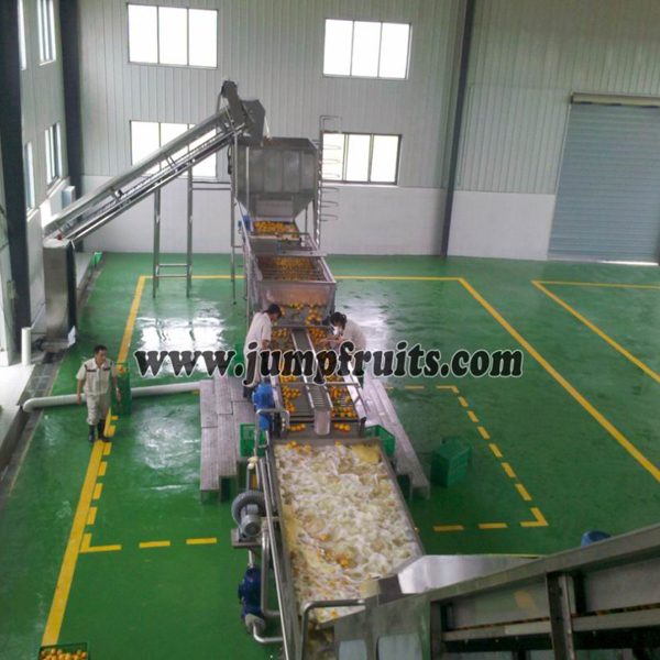 fruits washing grading sorting machine